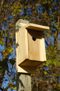 Heartwood Eastern Bluebird Joy Box Birdhouse