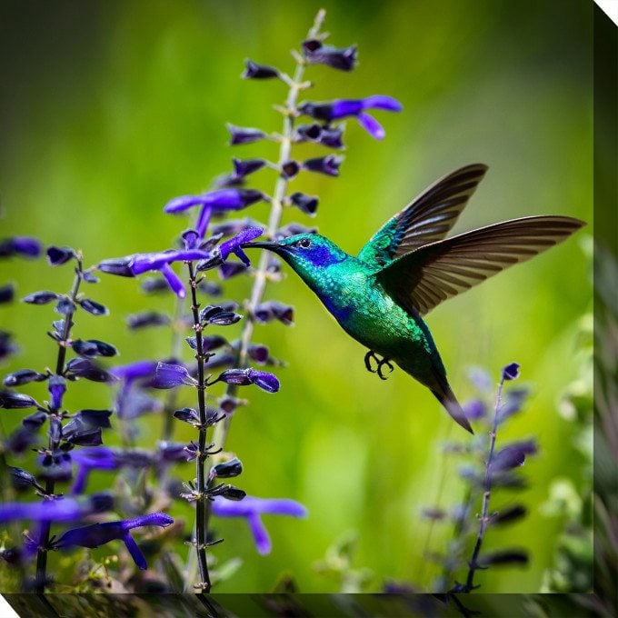 West of the Wind Outdoor Canvas 24”x24” Wall Art - Hummingbird #7  by West of the Wind