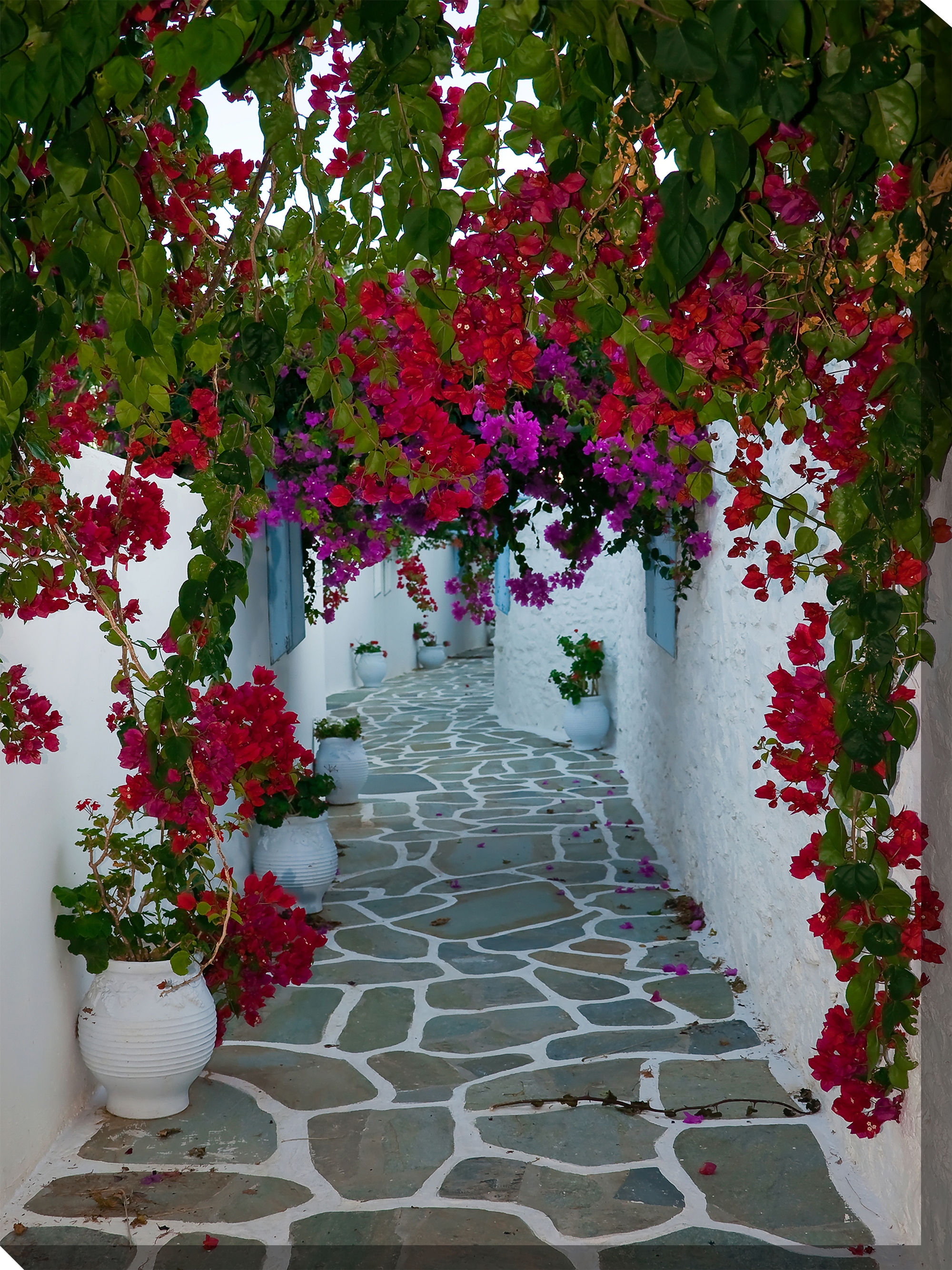 West of the Wind Outdoor Canvas Wall Art - Bougainvillea Path